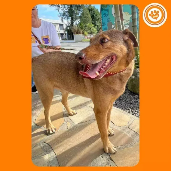 Cachorro ra a SRD-ViraLata idade 4 anos nome Bob