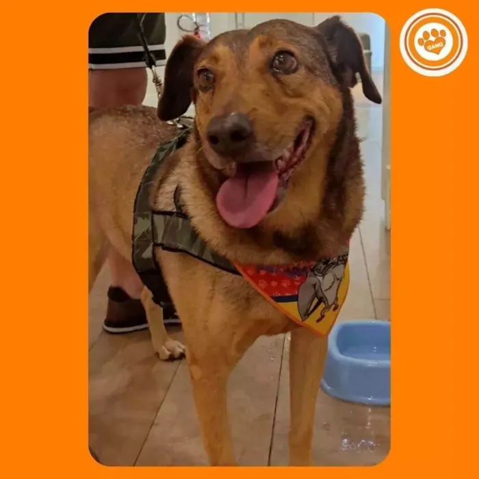 Cachorro ra a SRD-ViraLata idade 4 anos nome Bob