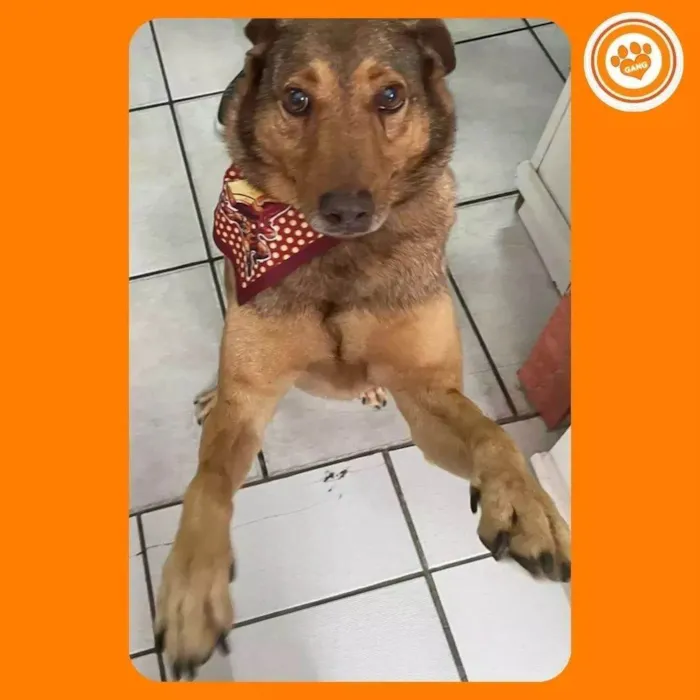 Cachorro ra a SRD-ViraLata idade 4 anos nome Bob