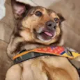 Bob