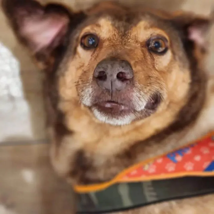 Cachorro ra a SRD-ViraLata idade 4 anos nome Bob