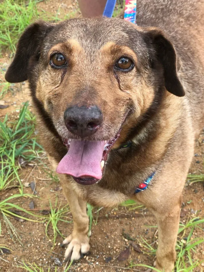 Cachorro ra a SRD-ViraLata idade 4 anos nome Bob