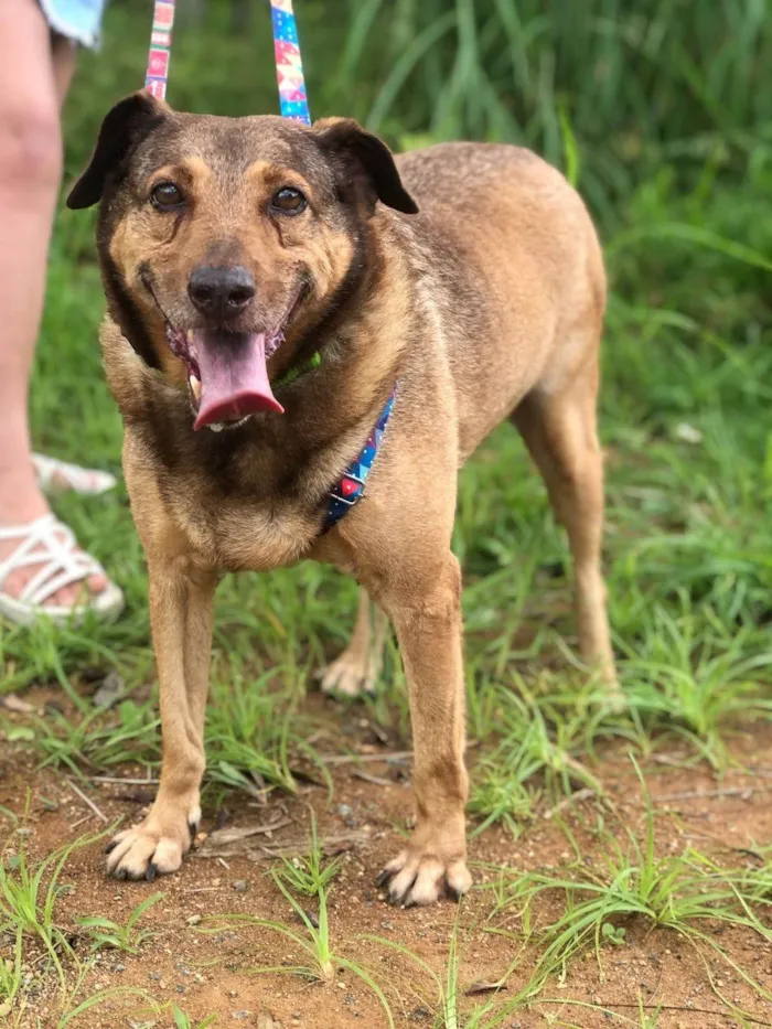 Cachorro ra a SRD-ViraLata idade 4 anos nome Bob