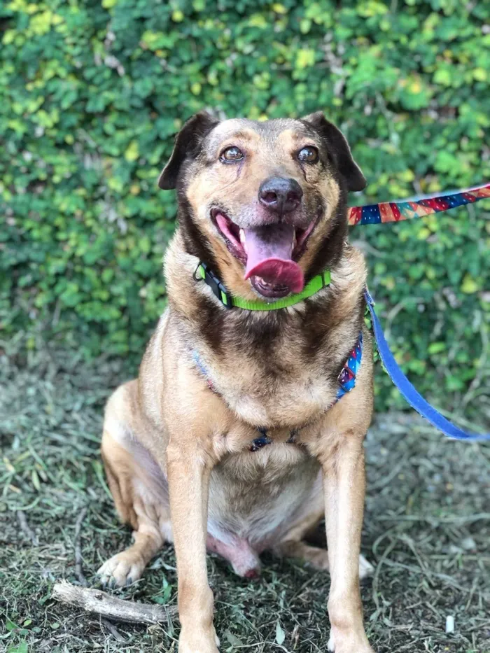 Cachorro ra a SRD-ViraLata idade 4 anos nome Bob