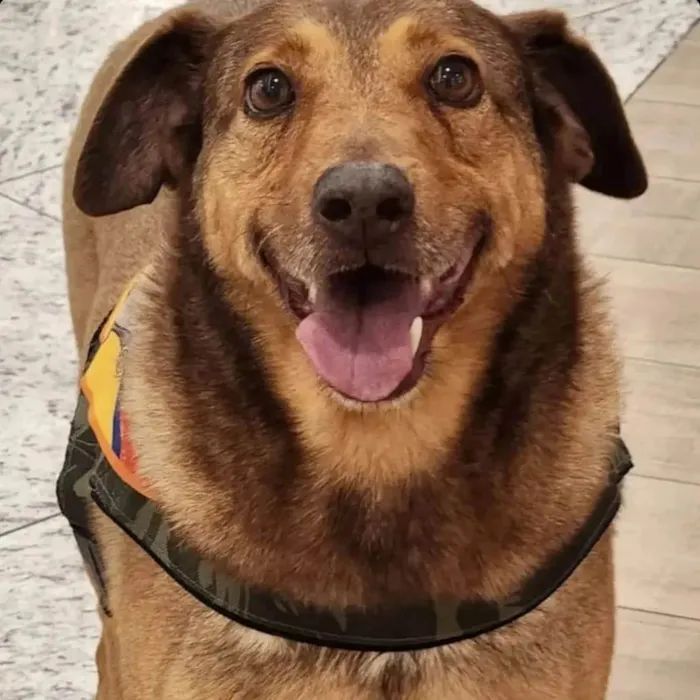 Cachorro ra a SRD-ViraLata idade 4 anos nome Bob