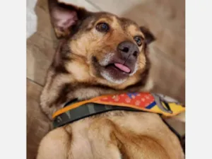 Cachorro raça SRD-ViraLata idade 4 anos nome Bob