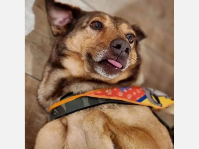 Cachorro ra a SRD-ViraLata idade 4 anos nome Bob
