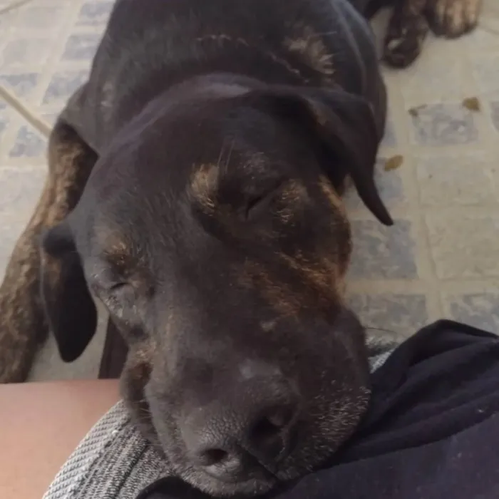 Cachorro ra a SRD-ViraLata idade 2 anos nome Negão
