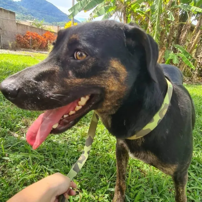 Cachorro ra a SRD-ViraLata idade 2 anos nome Negão