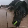 Negão