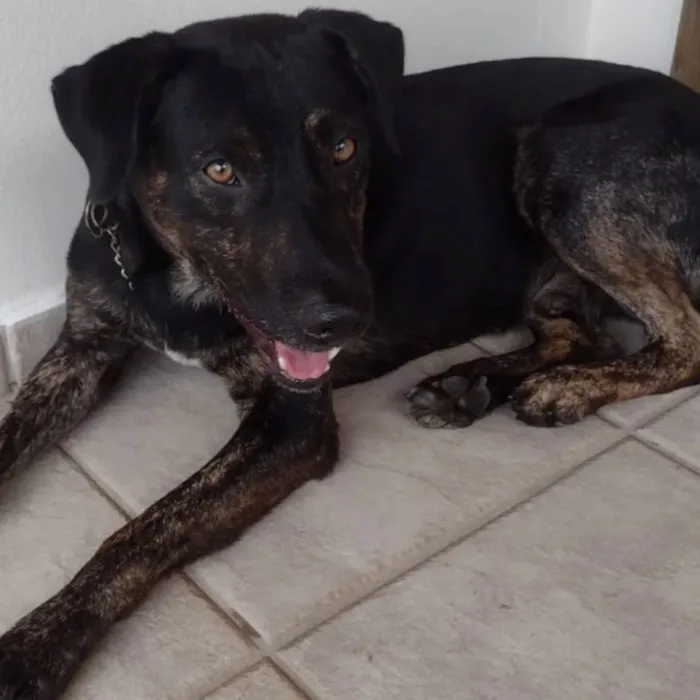 Cachorro ra a SRD-ViraLata idade 2 anos nome Negão