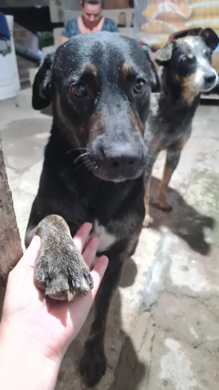 Cachorro ra a SRD-ViraLata idade 2 anos nome Negão