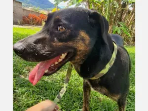 Cachorro raça SRD-ViraLata idade 2 anos nome Negão