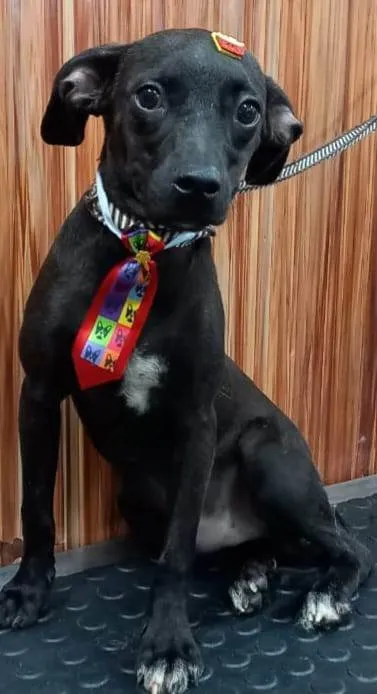 Cachorro ra a SRD-ViraLata idade 2 anos nome Pepe
