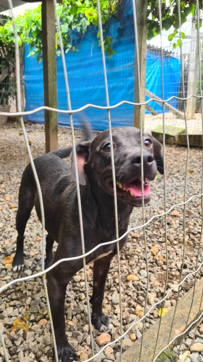 Cachorro ra a SRD-ViraLata idade 2 anos nome Pepe