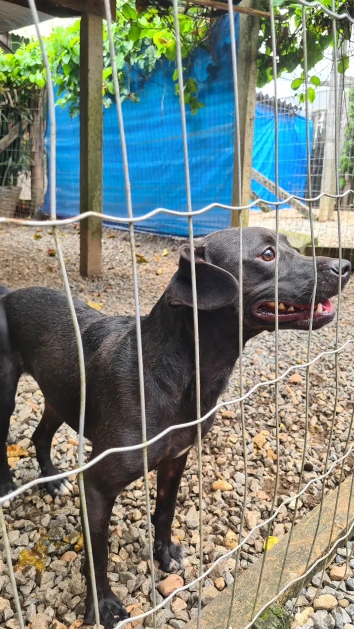 Cachorro ra a SRD-ViraLata idade 2 anos nome Pepe
