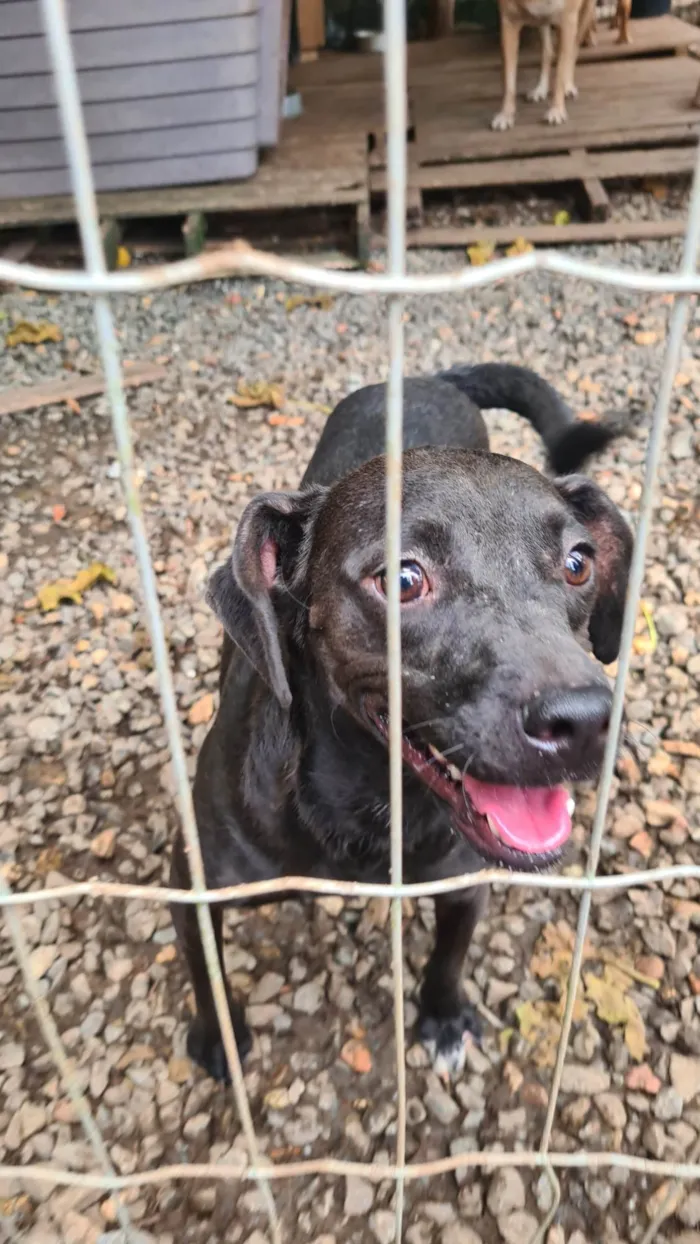Cachorro ra a SRD-ViraLata idade 2 anos nome Pepe