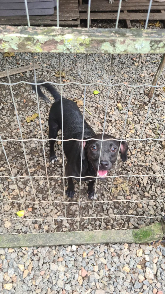 Cachorro ra a SRD-ViraLata idade 2 anos nome Pepe