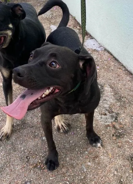 Cachorro ra a SRD-ViraLata idade 2 anos nome Pepe