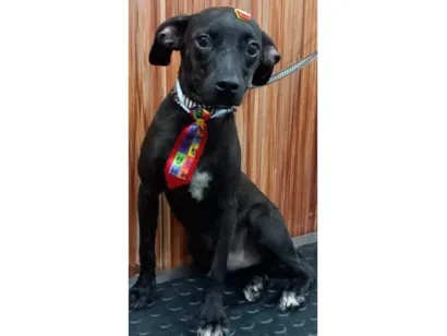 Cachorro raça SRD-ViraLata idade 2 anos nome Pepe
