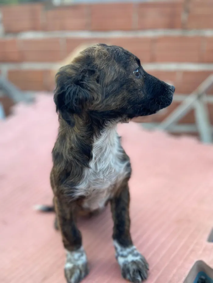 Cachorro ra a SRD-ViraLata idade 2 a 6 meses nome Sem nome