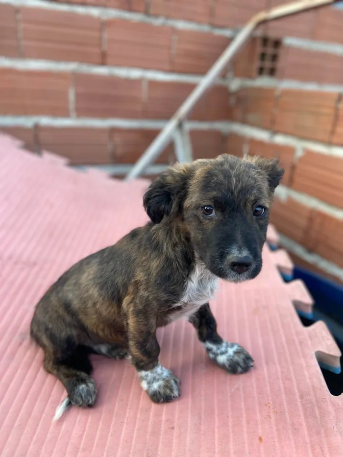 Cachorro ra a SRD-ViraLata idade 2 a 6 meses nome Sem nome