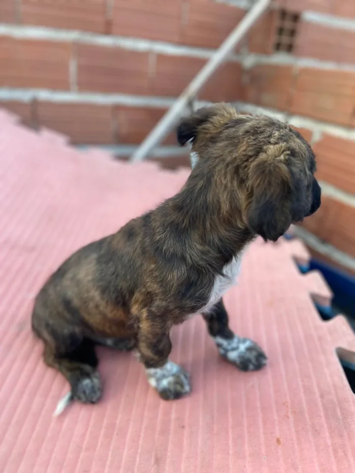 Cachorro ra a SRD-ViraLata idade 2 a 6 meses nome Sem nome