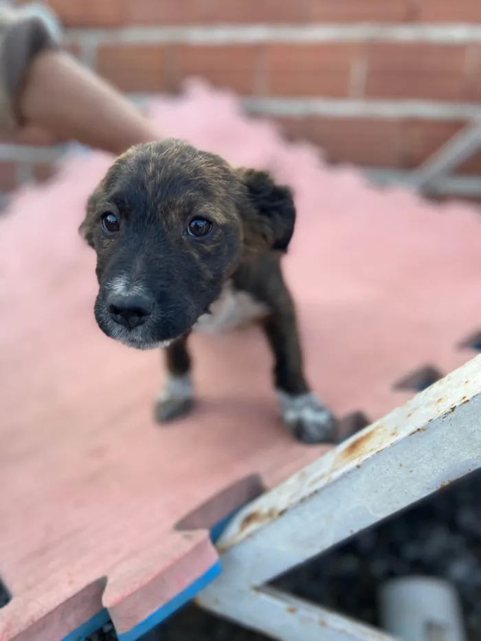 Cachorro ra a SRD-ViraLata idade 2 a 6 meses nome Sem nome