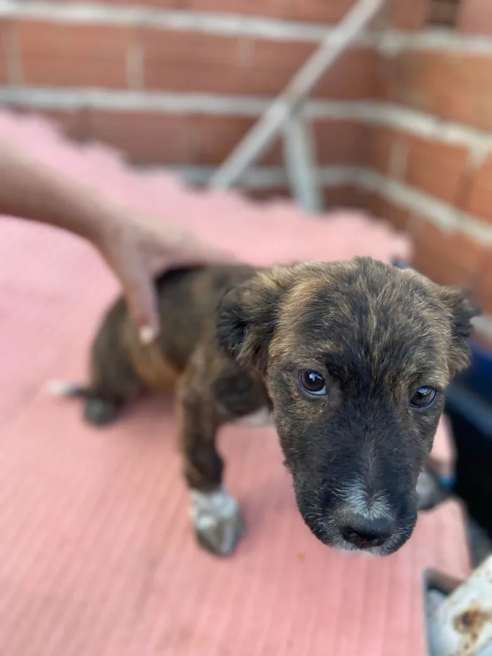 Cachorro ra a SRD-ViraLata idade 2 a 6 meses nome Sem nome