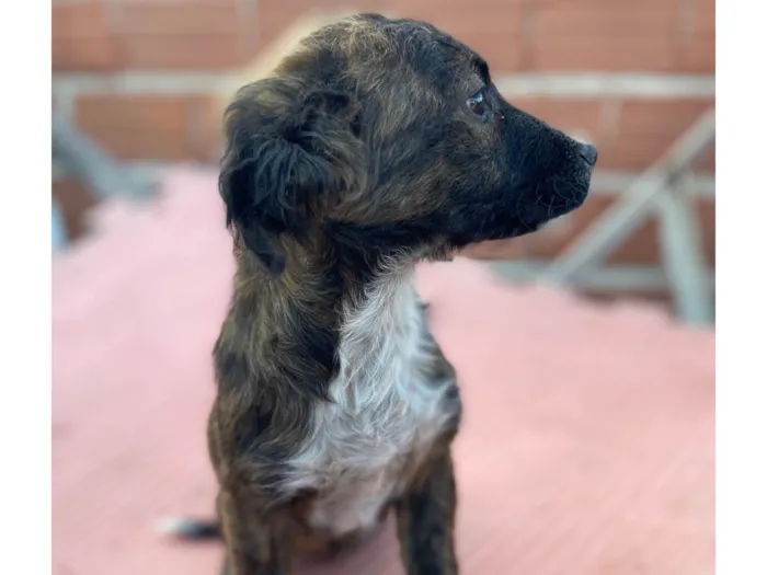 Cachorro ra a SRD-ViraLata idade 2 a 6 meses nome Sem nome