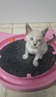 Belinha