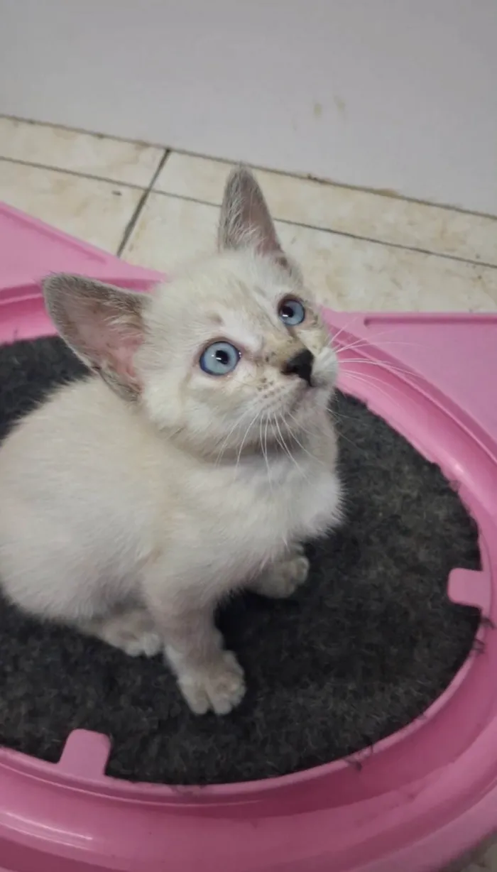 Gato ra a SRD-ViraLata idade Abaixo de 2 meses nome Belinha 
