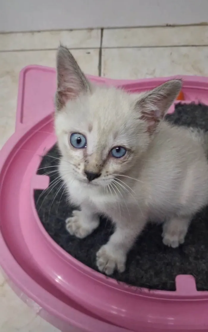 Gato ra a SRD-ViraLata idade Abaixo de 2 meses nome Belinha 