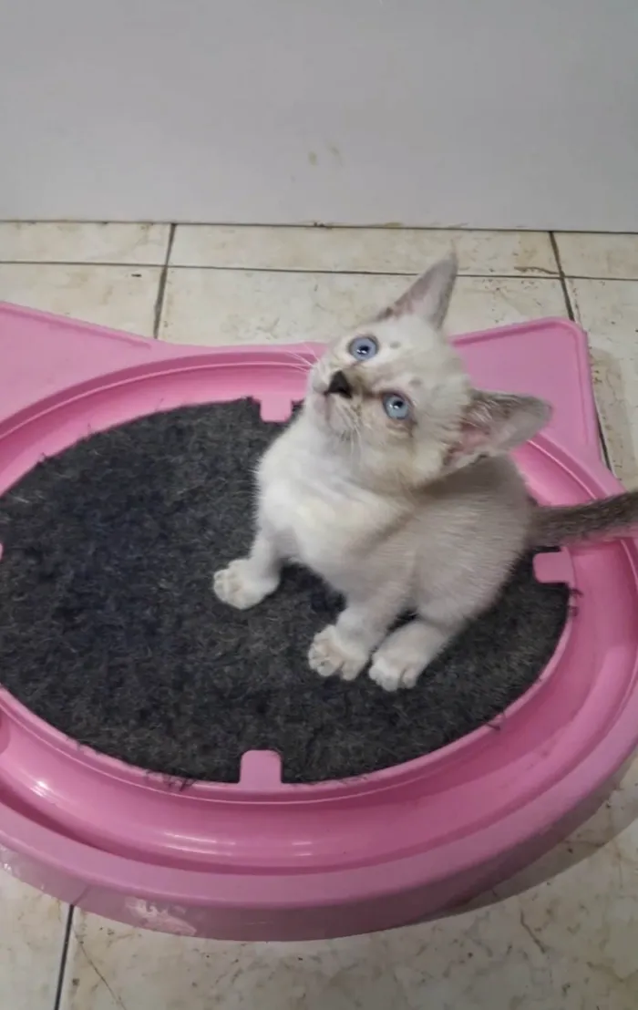 Gato ra a SRD-ViraLata idade Abaixo de 2 meses nome Belinha 