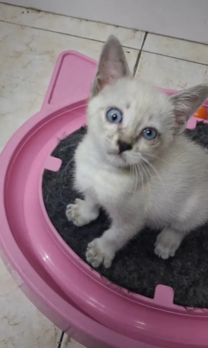Gato ra a SRD-ViraLata idade Abaixo de 2 meses nome Belinha 