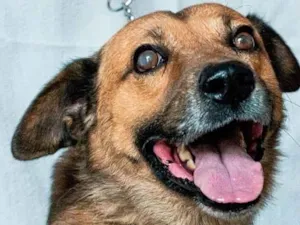 Cachorro raça SRD-ViraLata idade 6 ou mais anos nome James