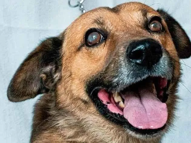 Cachorro ra a SRD-ViraLata idade 6 ou mais anos nome James