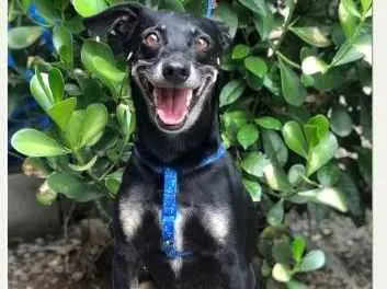 Cachorro ra a SRD-ViraLata idade 6 ou mais anos nome Buddy