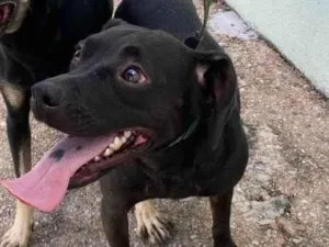 Cachorro raça SRD-ViraLata idade 2 anos nome Pepe