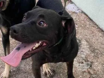 Cachorro raça SRD-ViraLata idade 2 anos nome Pepe