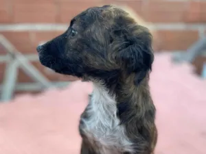 Cachorro raça SRD-ViraLata idade 2 a 6 meses nome Sem nome