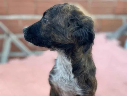 Cachorro raça SRD-ViraLata idade 2 a 6 meses nome Sem nome