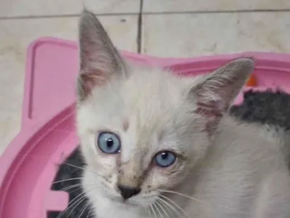 Gato raça SRD-ViraLata idade Abaixo de 2 meses nome Belinha 