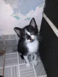 Vandinha