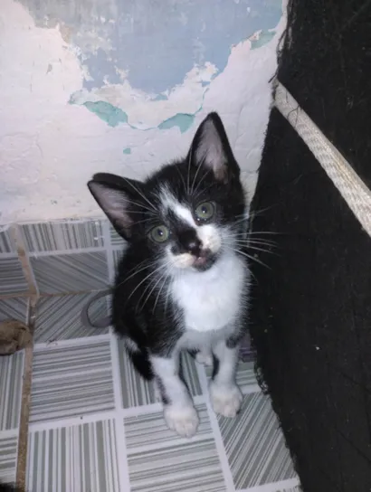 Gato raça SRD-ViraLata idade 2 a 6 meses nome Não tem 