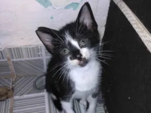 Gato raça SRD-ViraLata idade 2 a 6 meses nome Vandinha