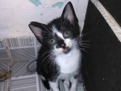 Gato raça SRD-ViraLata idade 2 a 6 meses nome Vandinha