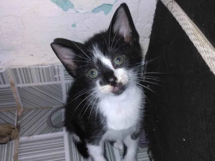 Gato ra a SRD-ViraLata idade 2 a 6 meses nome Vandinha