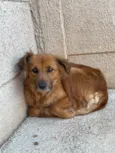 Amora