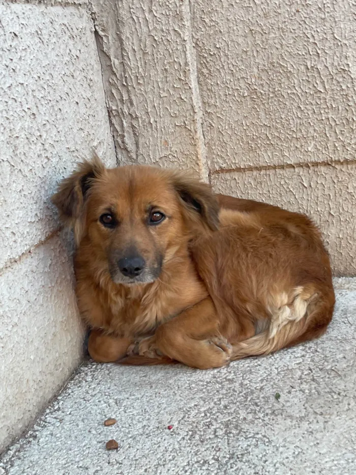Cachorro ra a SRD-ViraLata idade 7 a 11 meses nome Amora